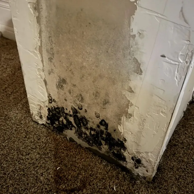 Professional Mold Removal in Galesburg, MI